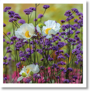 Verbena and Poppies, Floral Blank Card