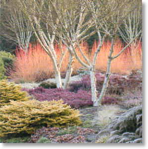 Winter Garden, Scenic Blank Card