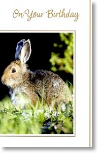 Wild Rabbit