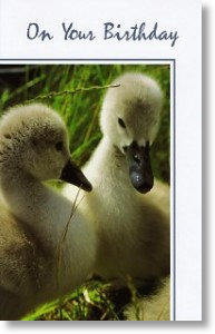 Young Ducklings