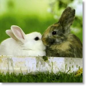 Love Bunnies -Small Card