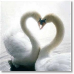 Swans Embrace