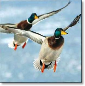 Mallards