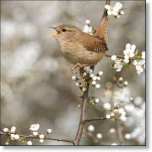 Wren
