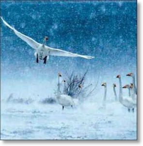 Snow Geese, General Christmas Card