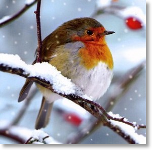 Robin Redbreast, General Christmas Card