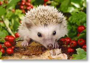 Red-Berries and Hedgehog