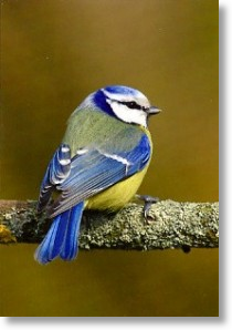 Bluetit, Animal Blank Card