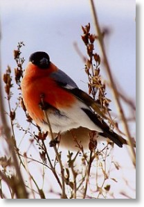 Bullfinch, Animal Blank Card
