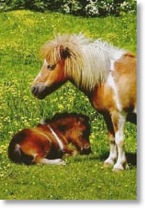 Shetland Pony and Foal