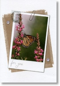 Queen Butterfly