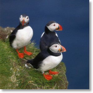Puffins
