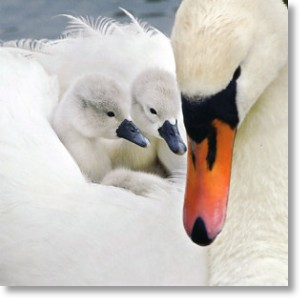 Mute Swan and Cygnets