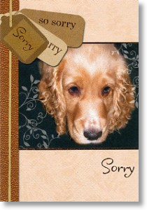 Cocker Spaniel, Sorry Card