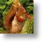 Peepo!  Red Squirrel