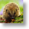 Hedgehog