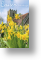 Blessings, Small Easter Card