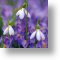 Crocuses and Snowdrops, Floral Blank Card