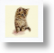 Kitten