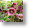 Hellebores, Floral Blank Card