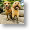 Muddy Paws, Animal Blank Card