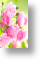 Pink Roses, Floral Birthday Card for Her