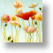 Poppies, Birthday Card for Her