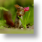 Red Squirrel, Animal Blank Card