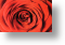 English Rose, Postcard