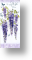 Wisteria - Wife