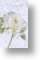 Sincere Sympathy, Sympathy Card