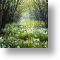Sissinghurst Castle Garden, Scenic Blank Card