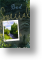 Stream View, Dad Birthday Card