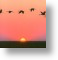 Sunset Flight, Scenic Blank Card