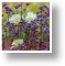 Verbena and Poppies, Floral Blank Card