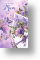 Very Special, Floral Mum Birthday Card