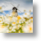 Whitburn Windmill, Scenic Blank Card