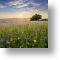 Wildflower Meadow, Scenic Blank Card