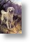 Retriever