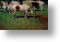 White And Brown Horses