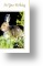 Wild Rabbit