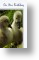 Young Ducklings