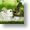 Love Bunnies -Small Card