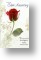 Red Rose - 25th Anniversary