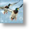 Mallards