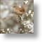 Wren
