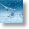 Snow Geese, General Christmas Card