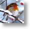 Robin Redbreast, General Christmas Card