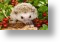 Red-Berries and Hedgehog