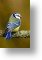 Bluetit, Animal Blank Card